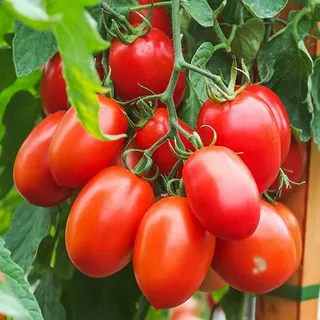 تصویر 2 از گوجه فرنگی قرمز سورت‌ شده با کیفیت ممتاز و بسته‌ بندی استاندارد